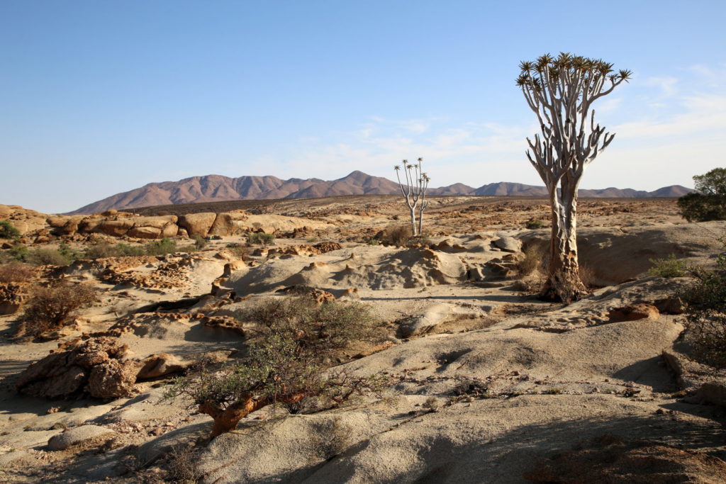 Quiver tree at Blutkoppe