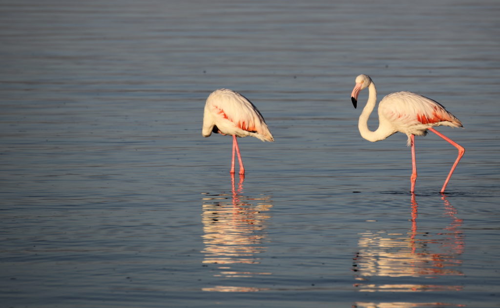 Two flamingo in calm water with reflections.