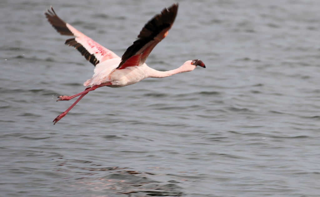 Flamingo taking off