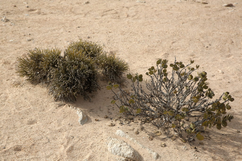 Pencil and Dollar Bush