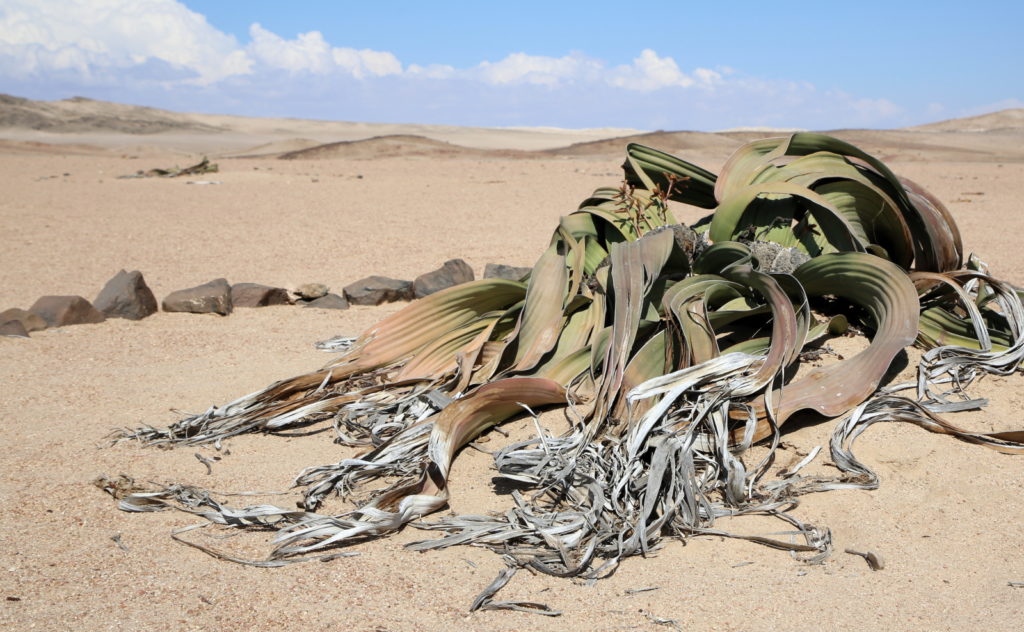 Welwitschia