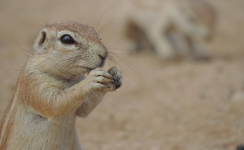 Ground Squirrel