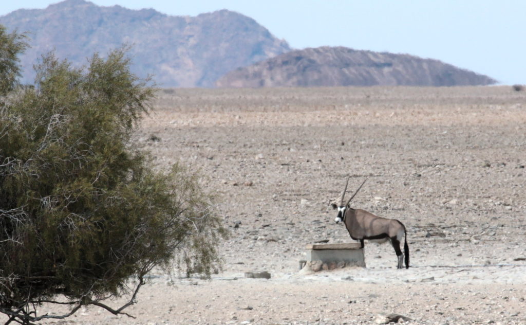 Oryx at Ganab watering hole