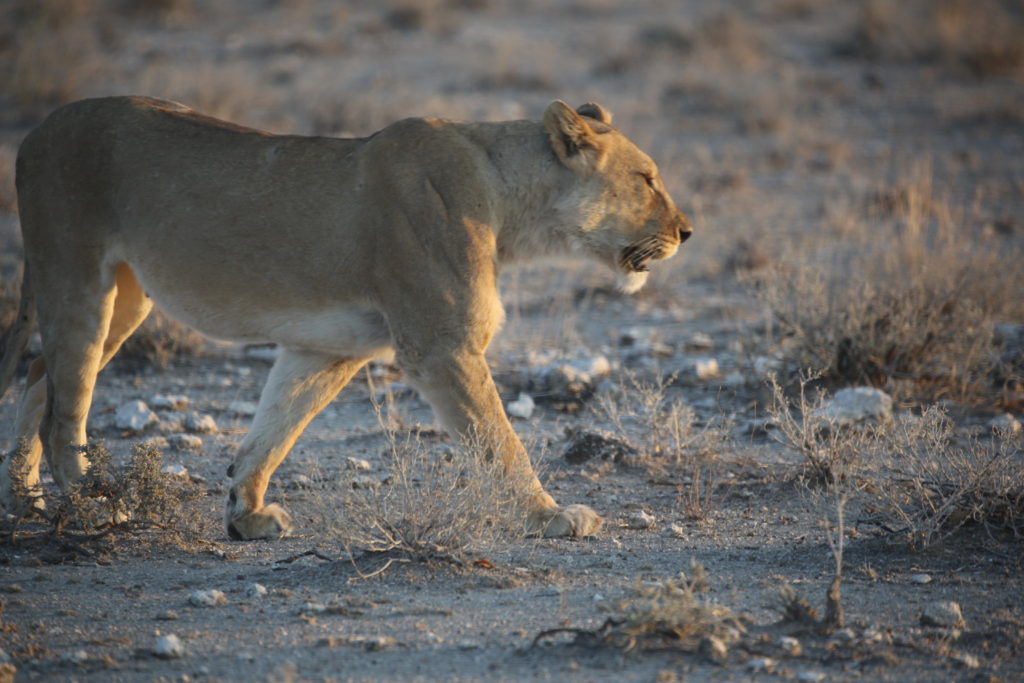 Etosha, 2019