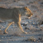 Etosha, 2019