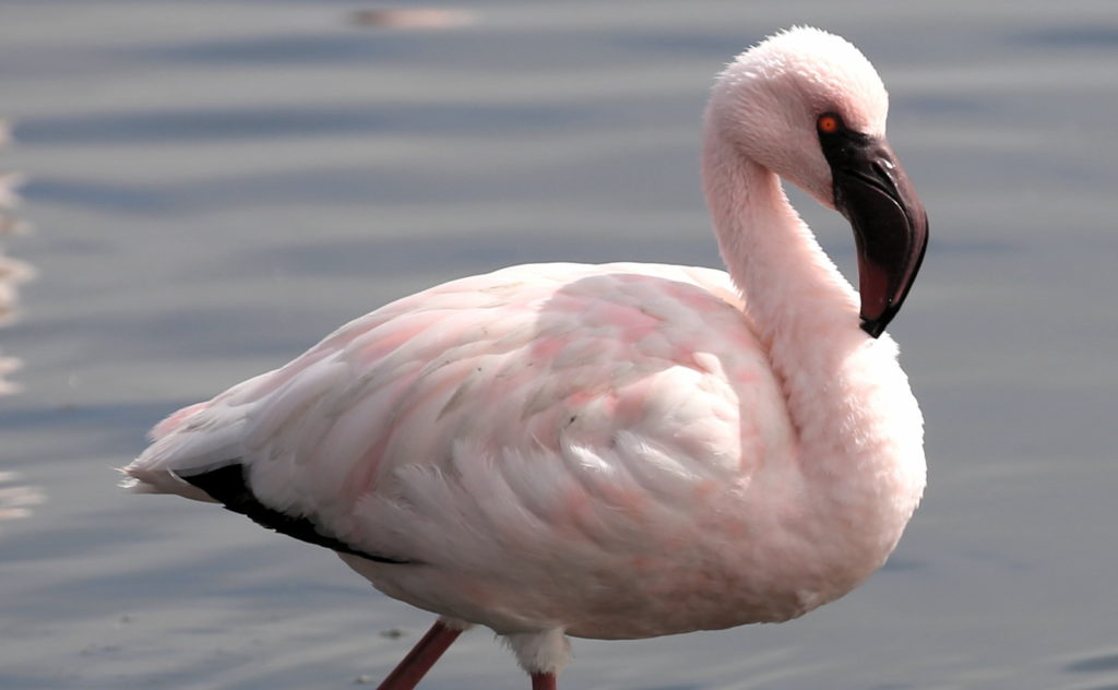 Lesser Flamingo at the Walvis Bay Lagoon