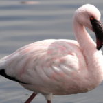 Flamingo on the lagoon