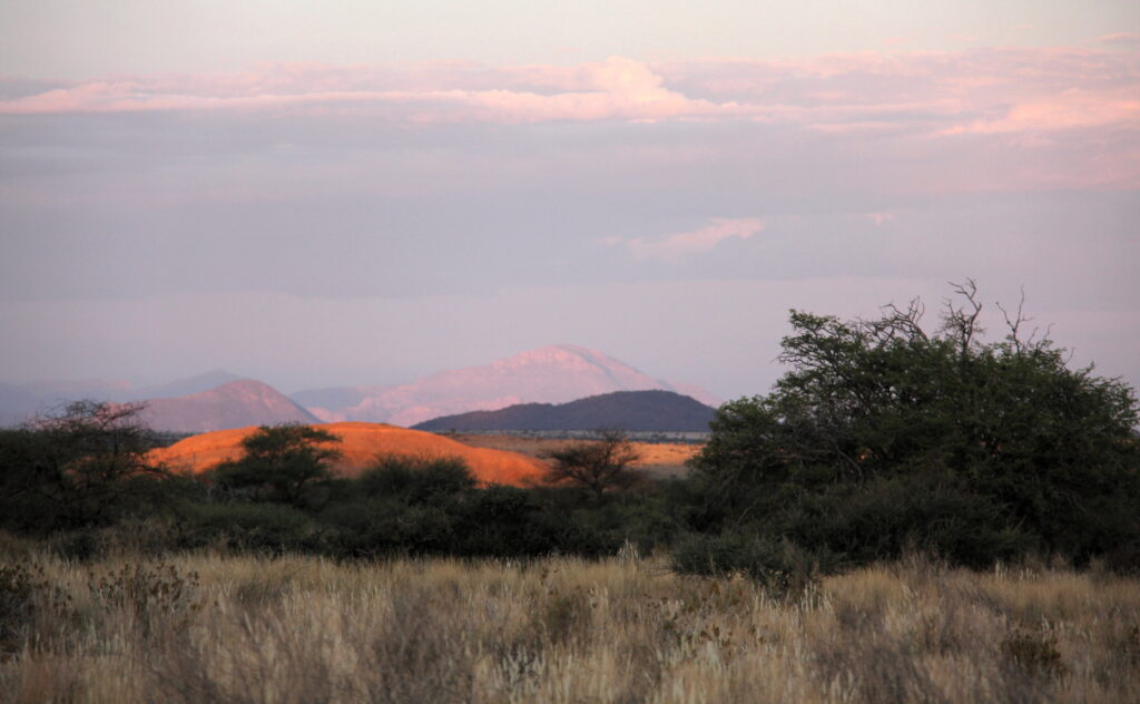 Veld at Spitzkoppe