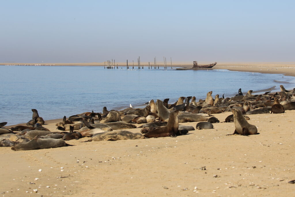 Seal Colony at the shipwreck