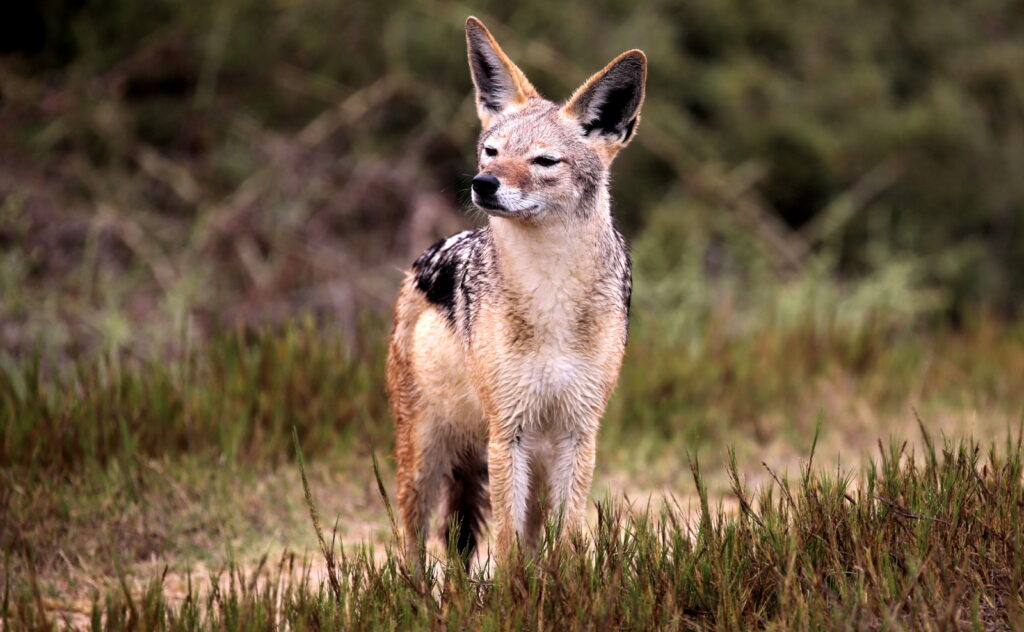 Black Backed Jackal