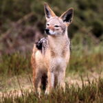 Black Backed Jackal