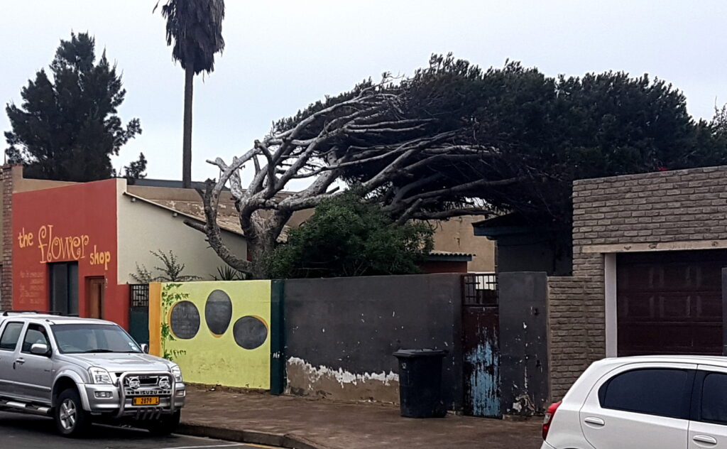 Effects of the weather on the local flora.