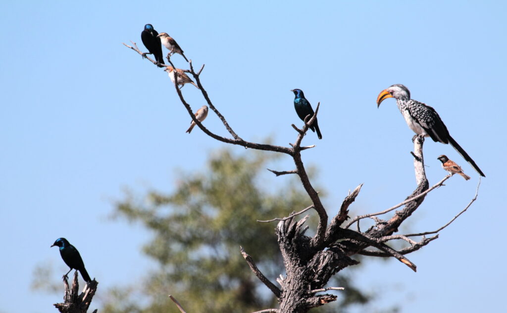 Various bird species sharing a branch in Etosha