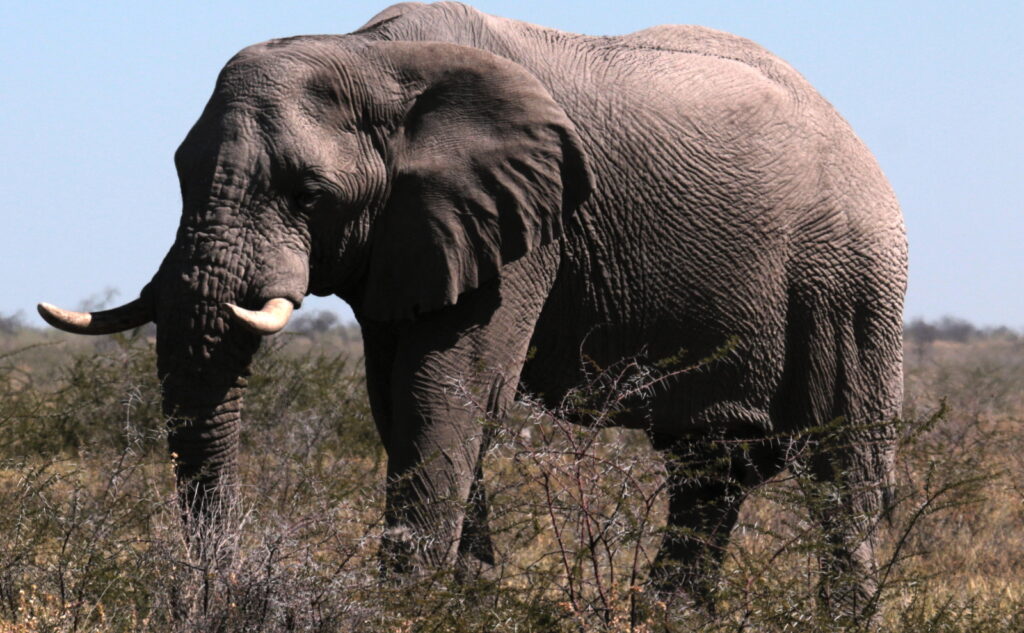 Very large elephant in Etosha