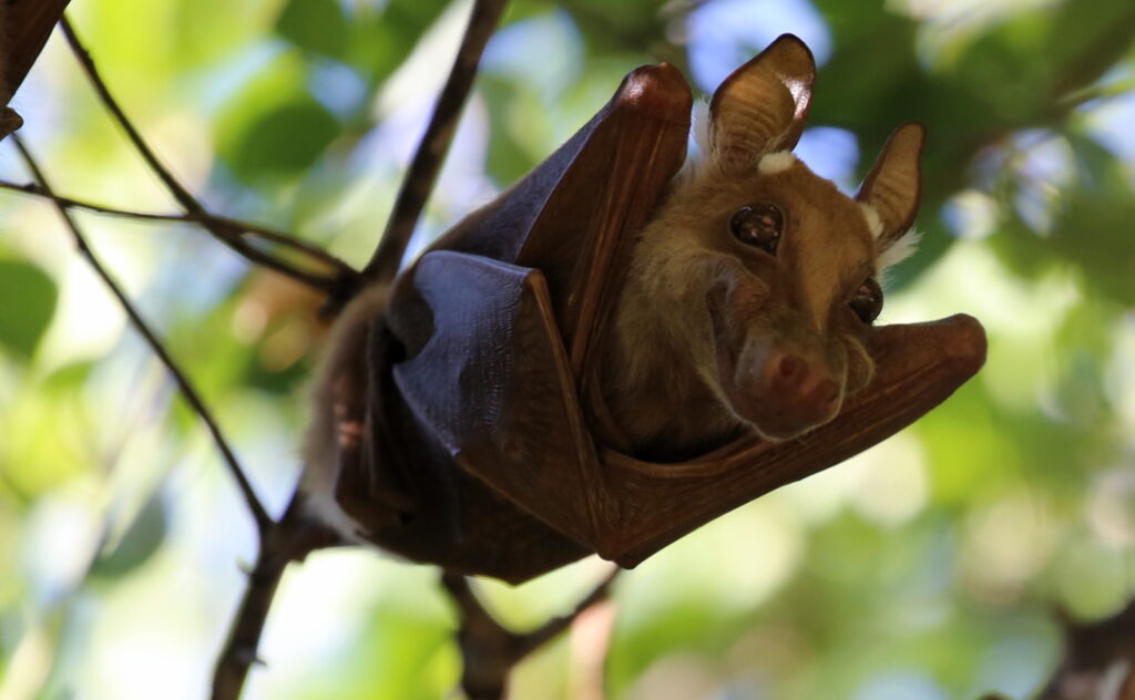 Fruit bat, not under lock down