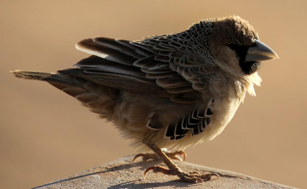 Small bird, puffed up from the cold.