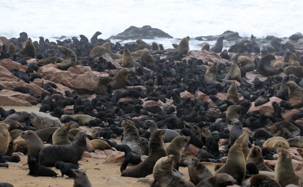 Cape Fur Seals at Cape Cross