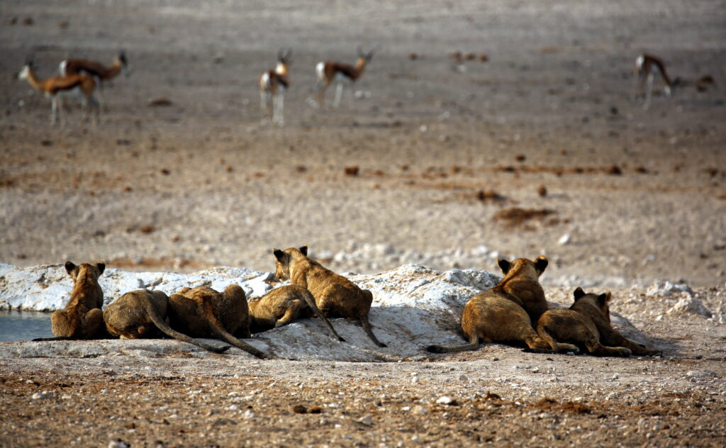 Lions at a watering hole in Etosha, eyeing the menu.