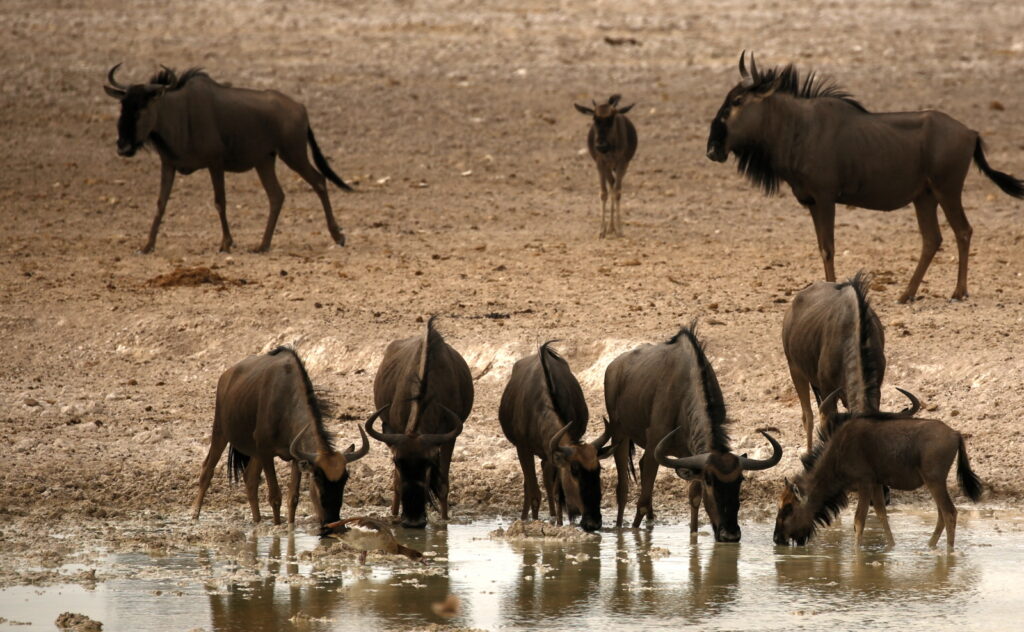 Wild wilde beest, not under lock down