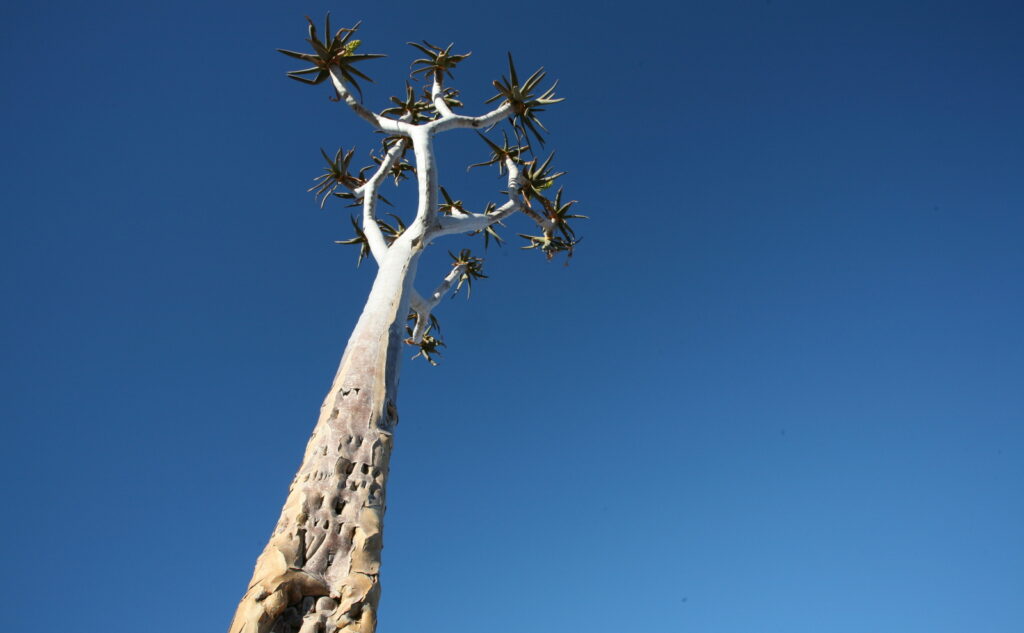 Quiver tree with blue sky