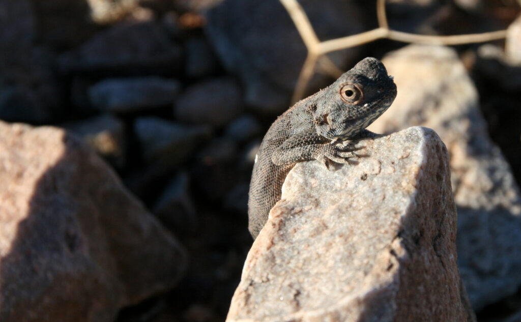 Little fellow chilling in the sun at the Fish River canyon