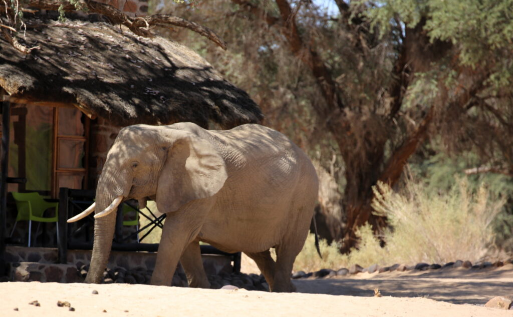 Elephant at the cottages of Brandberg