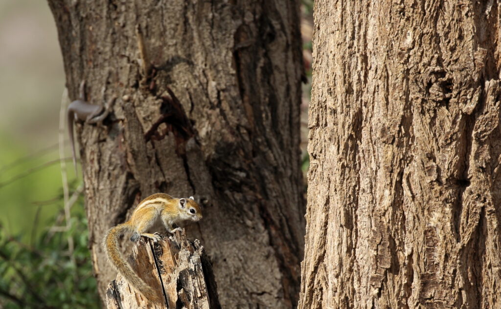 Small ground squirrel and Gecko at Brandberg