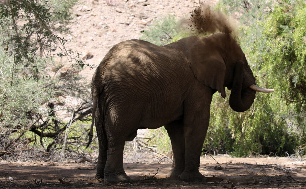 Elephant taking a dust bath at Brandberg