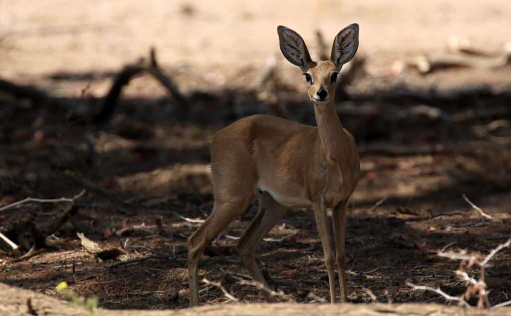 Small Antelope at Brandberg