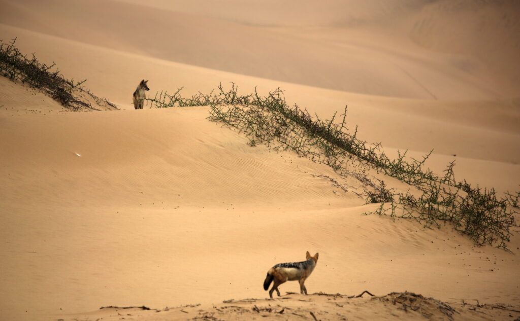 Black-backed Jackal at Sandwich Harbor.