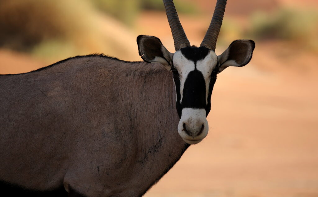 Oryx, also quite common in the areas surrounding Sossusvlei