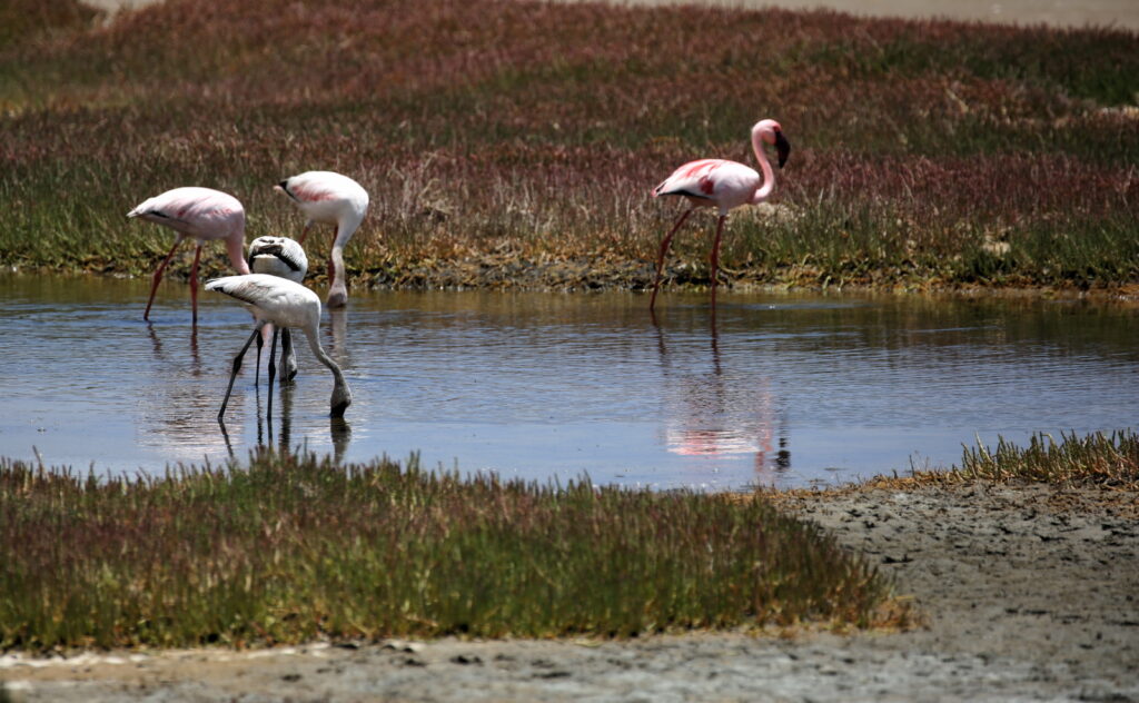 Flamingo at Sandwich Harbor