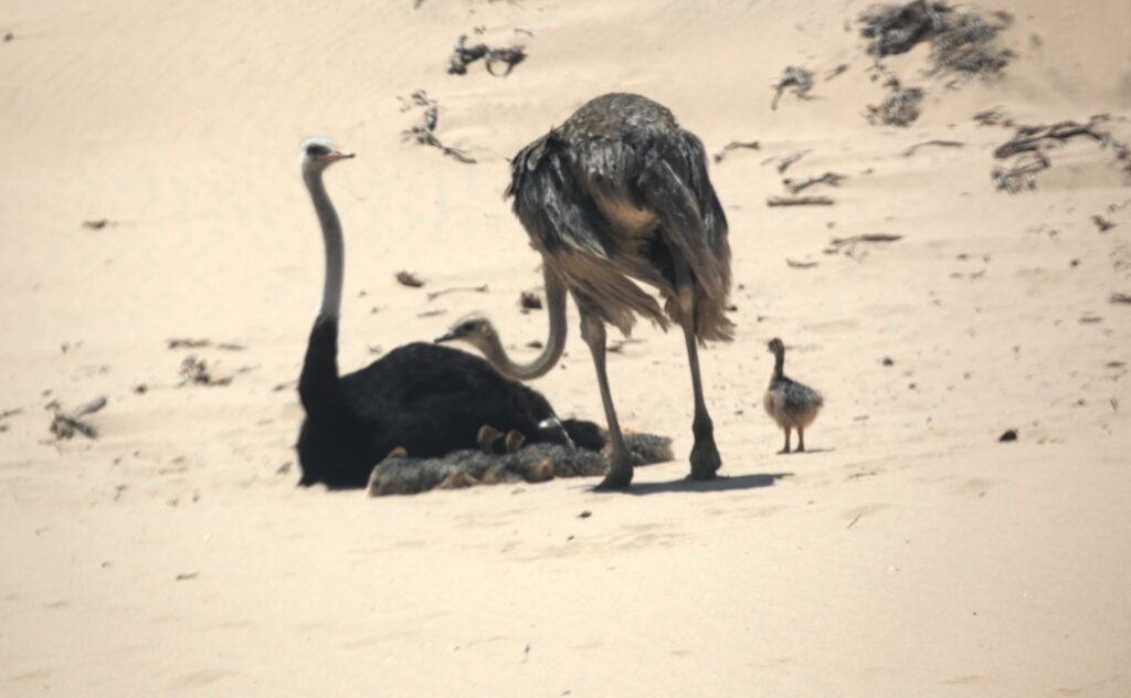 An Ostrich couple and their young at Sandwich Harbor