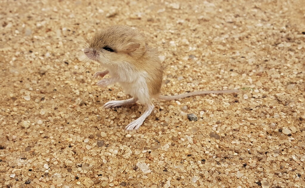 A little dweller at Dune 7