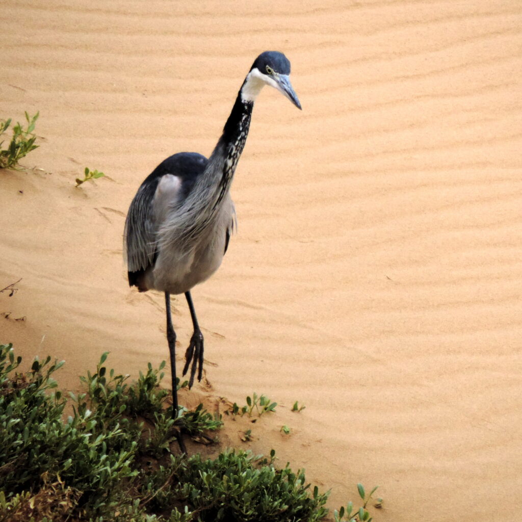 Blue Crane. Rare in the coastal regions