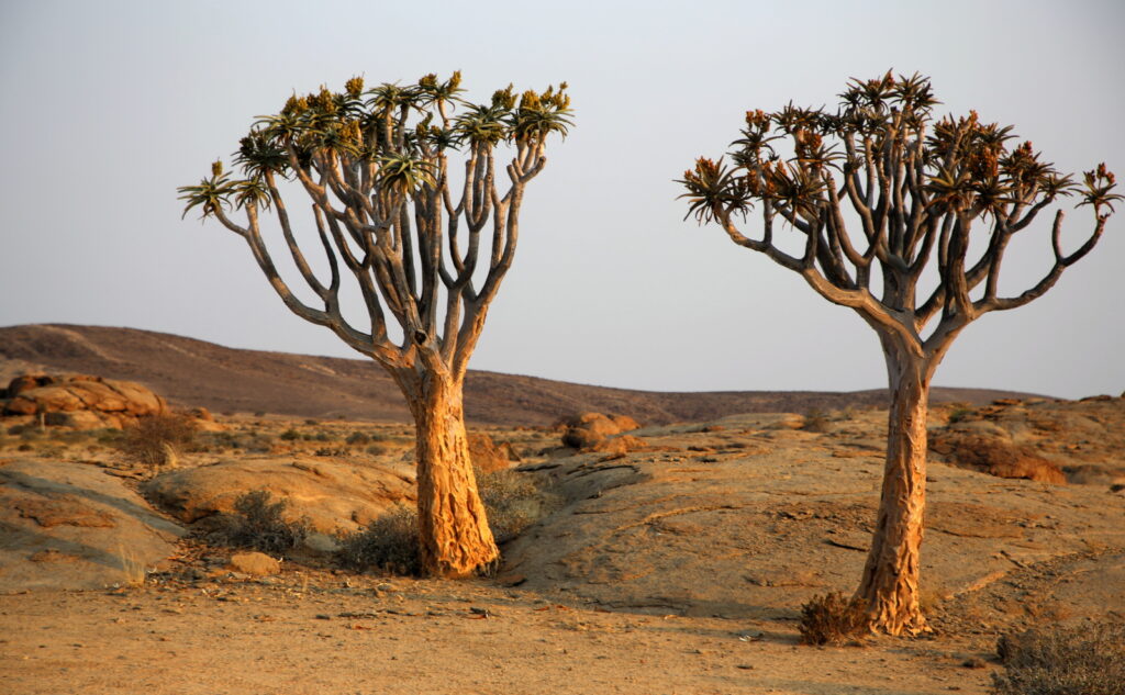 Twin Quiver trees at Blutkoppe