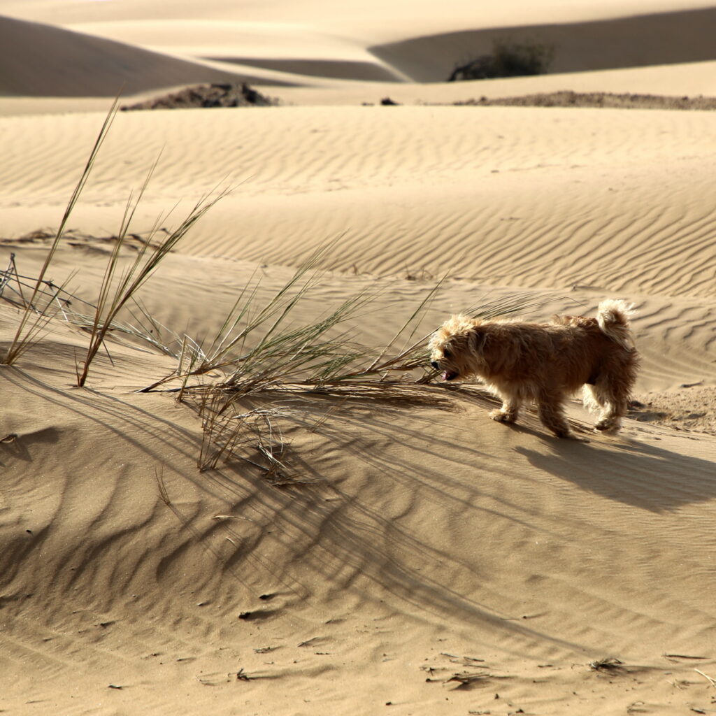 Our dog Layla, running around in the dunes in our coastal region